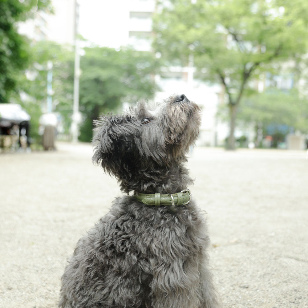 ペット 首輪 本革 6色 イタリアンシュリンクレザー ぷっくり